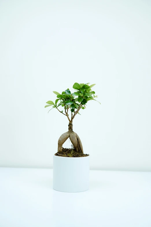 a bonsai tree in a white plastic container