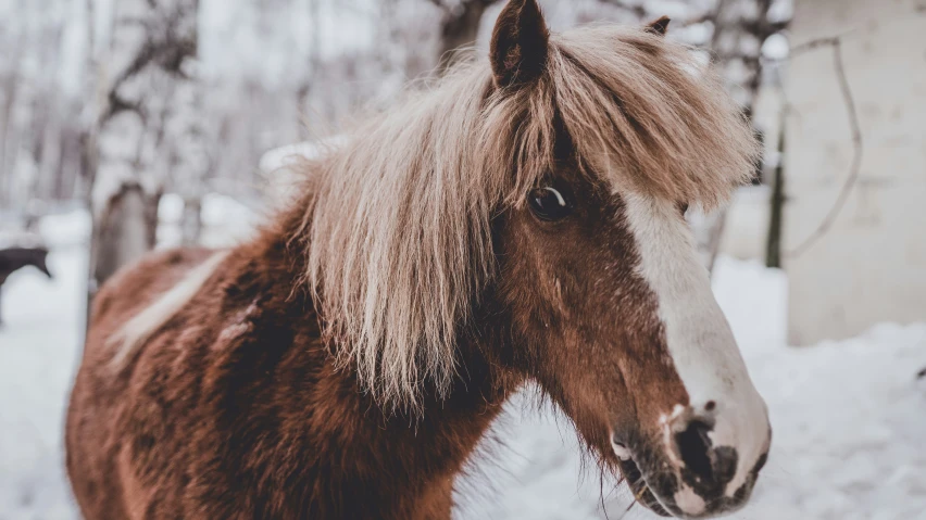 a horse that has some hair on it