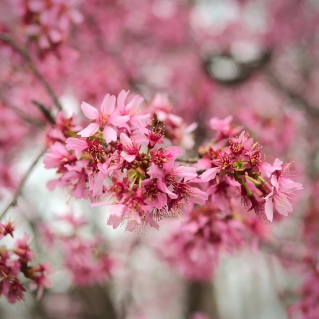 pink flowers are blooming in the sky above