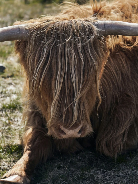 a close up view of a long - haired bison