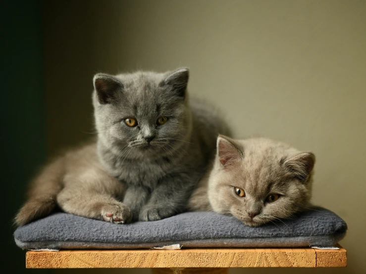 two kittens laying down on a pillow near a wall