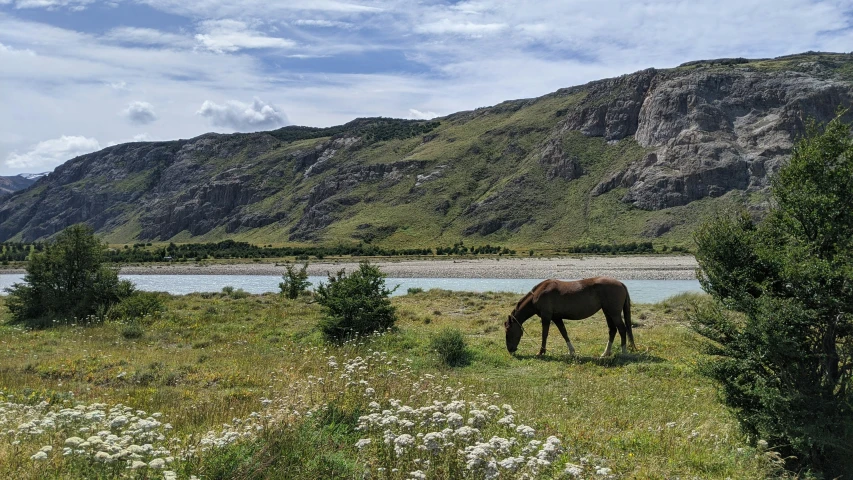 the horse is grazing alone near the lake