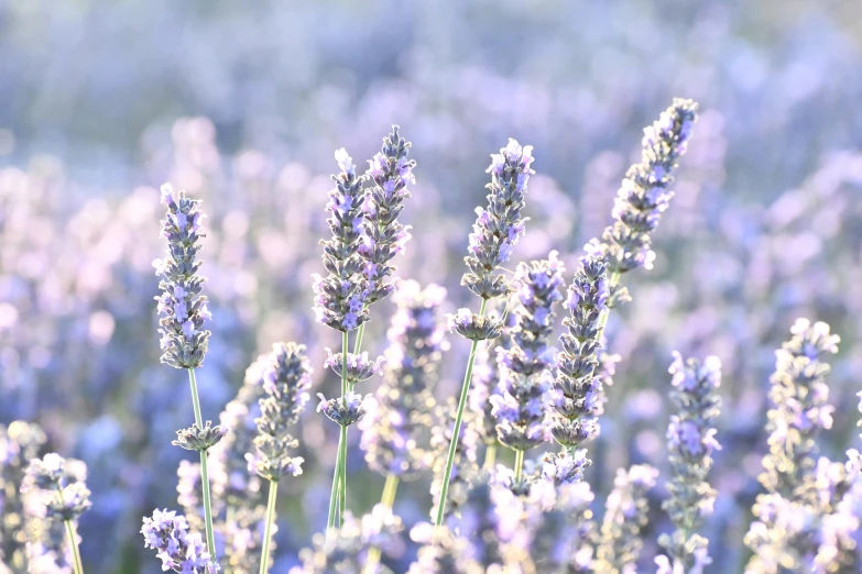 lavender flowers bloom in a meadow near the town