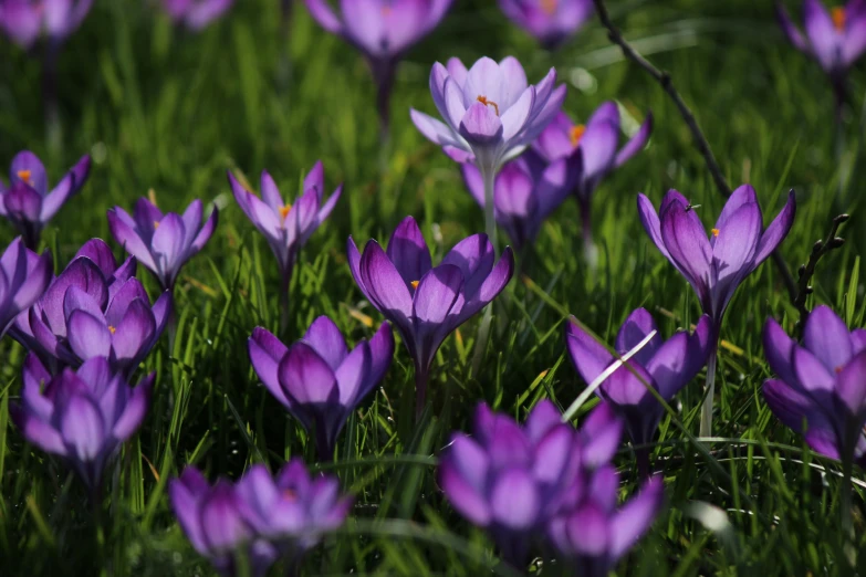 a bunch of purple flowers sitting in the grass