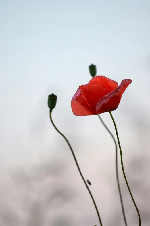 a couple of red flowers with sky in the background