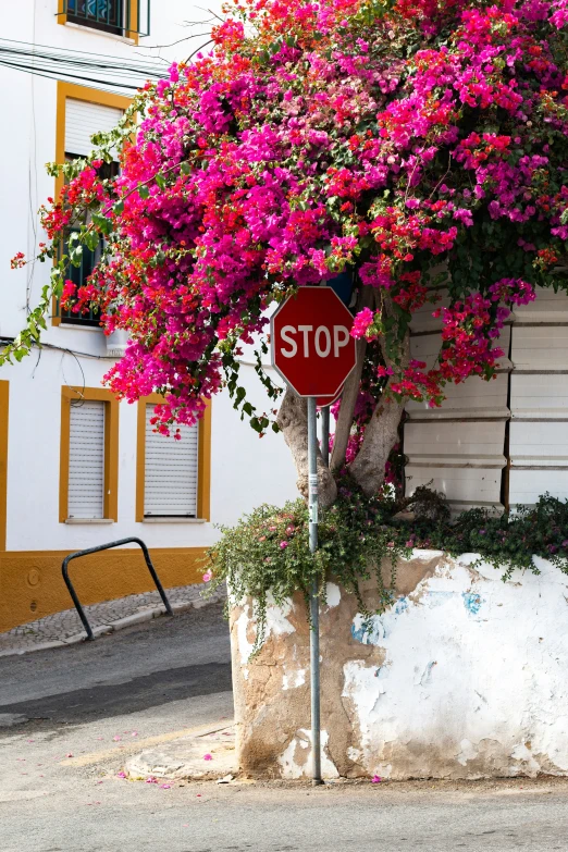 a stop sign near a potted tree in front of a building