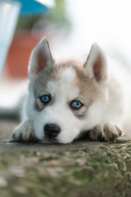 a white and blue husky puppy laying on a wooden floor