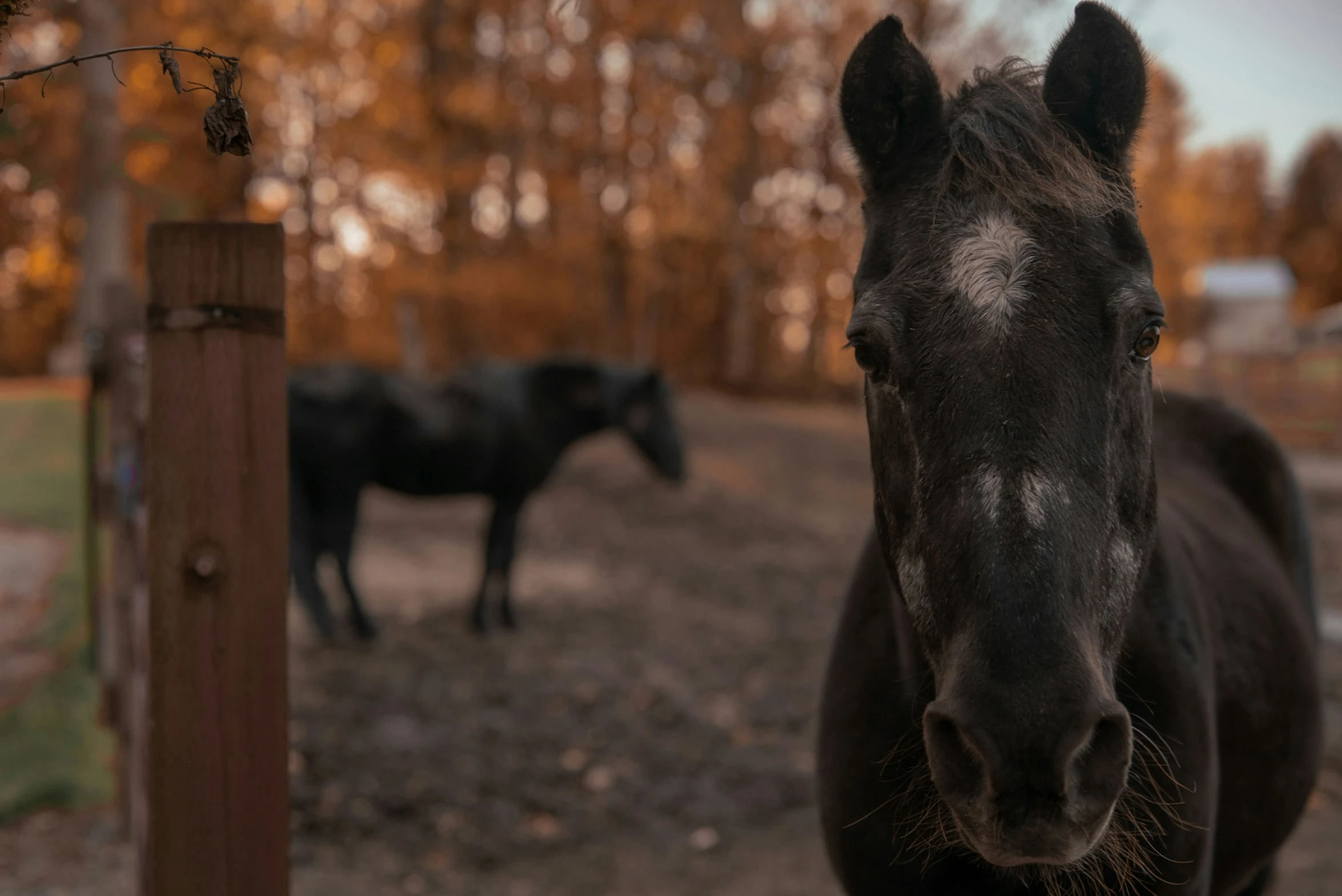 a couple of horses that are walking on a dirt field