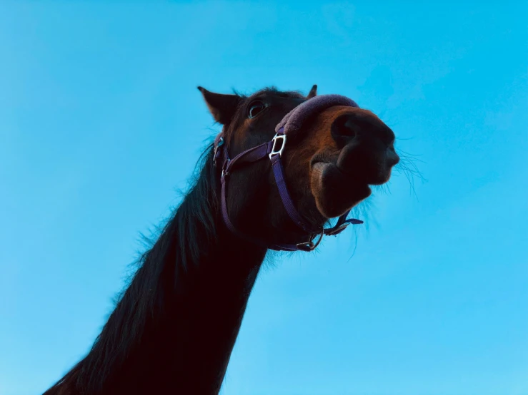 the side view of a horse with it's head in the air