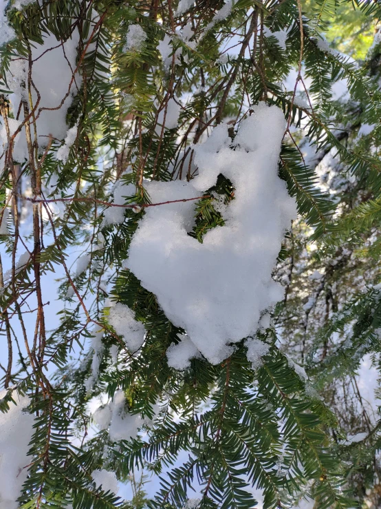 the snow is covering the tree nches and its nches