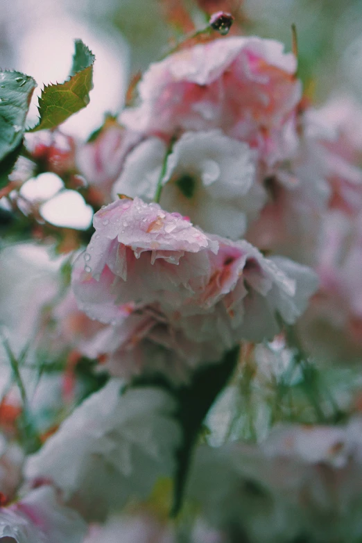 rain covered flowers are pictured in this artistic pograph