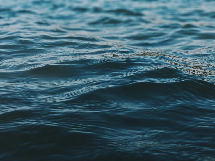 close up of blue water with a bird on top