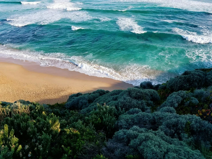 a beach with several plants near by and an over head view of the ocean