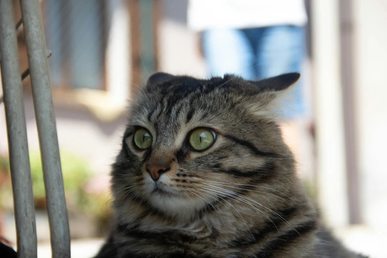 a cat that is laying down on a chair