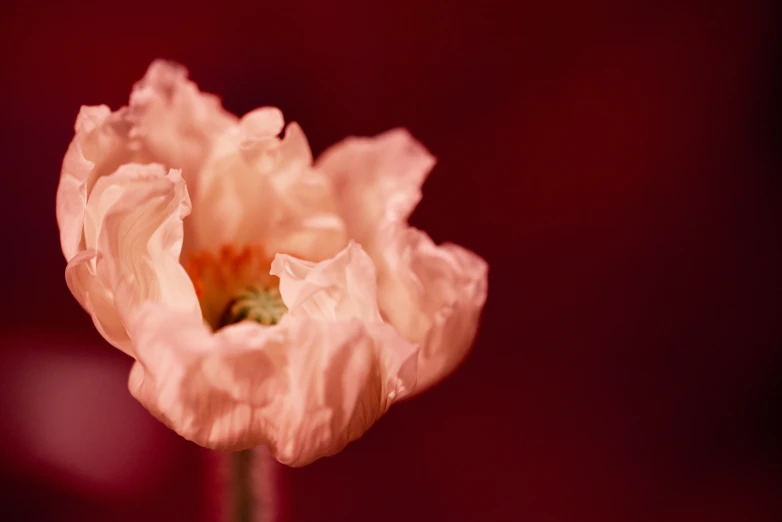 a very pretty white flower in a room