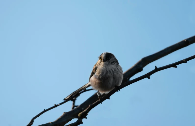 the bird is perched on the nches of the tree