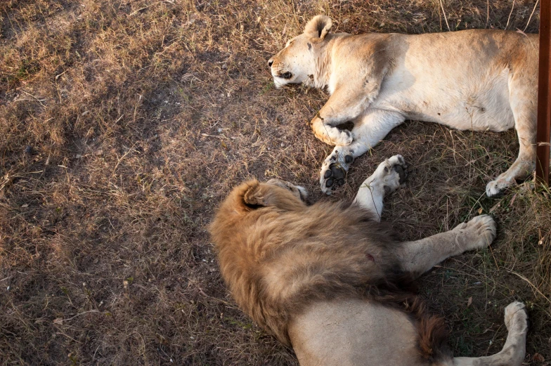 two animals that are laying down on some grass