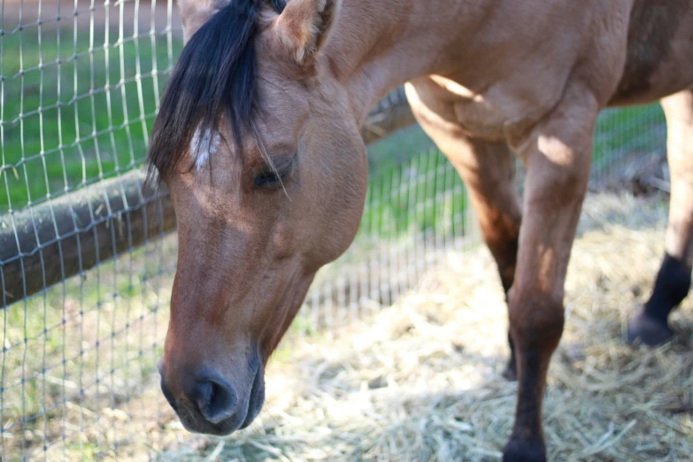 a horse stands in hay by a fence