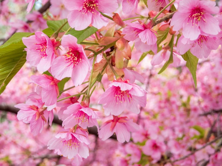 pink blossoms with leaves in the foreground