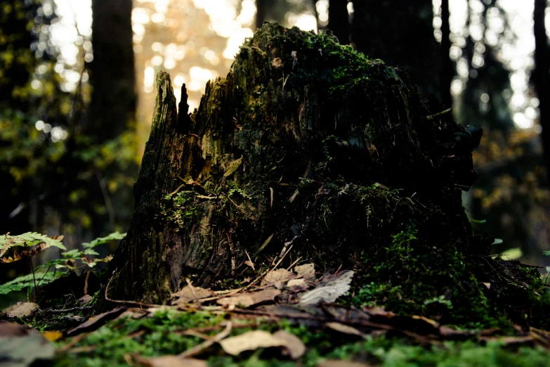 a pile of mossy tree stump in the woods