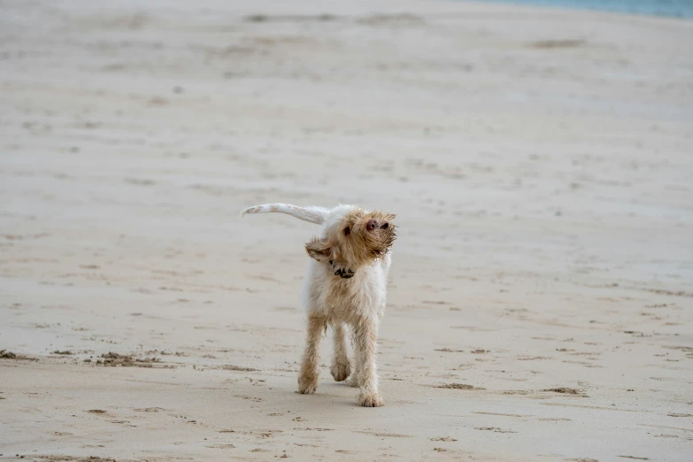 the puppy is walking in the sand near the water