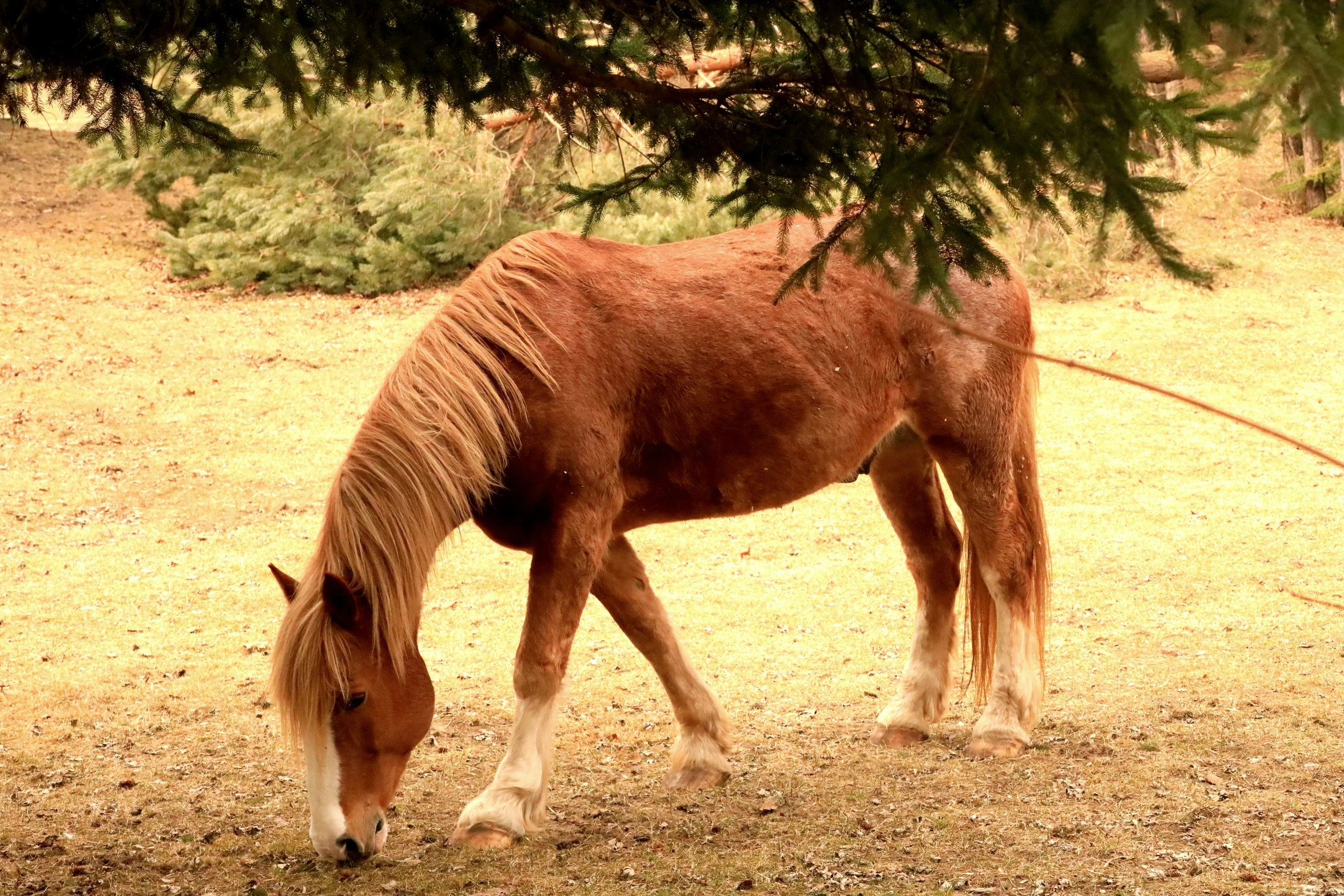 a brown horse is eating grass in the field