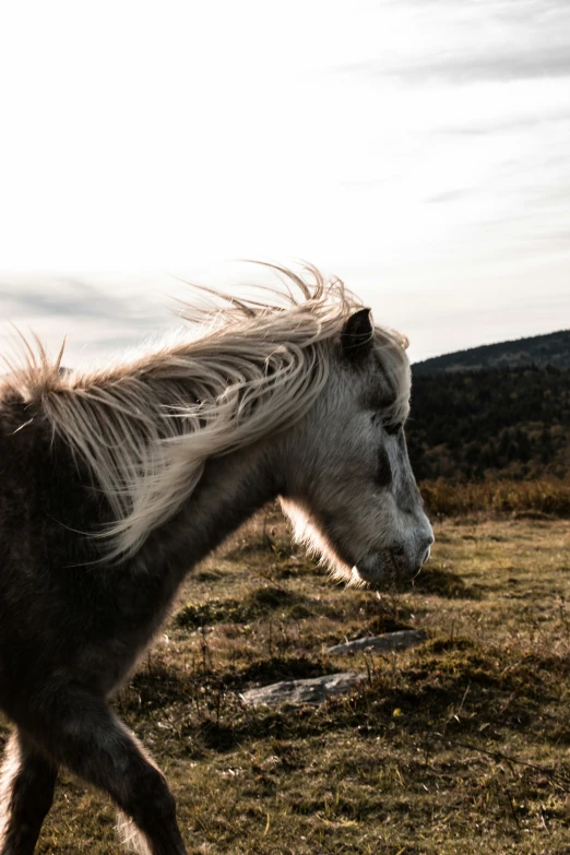 a white horse with its mane up and a mountain in the background