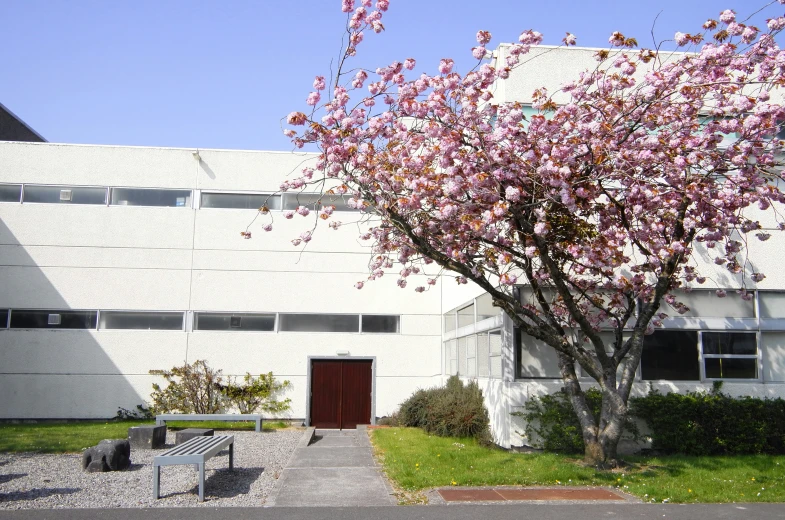 a tree with pink flowers near the building