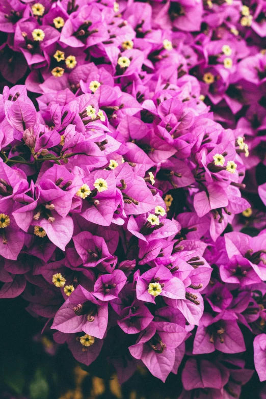 the bright purple flowers are growing next to each other