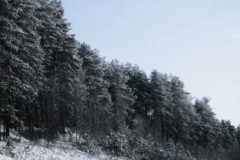 a snow covered hillside covered in tall trees