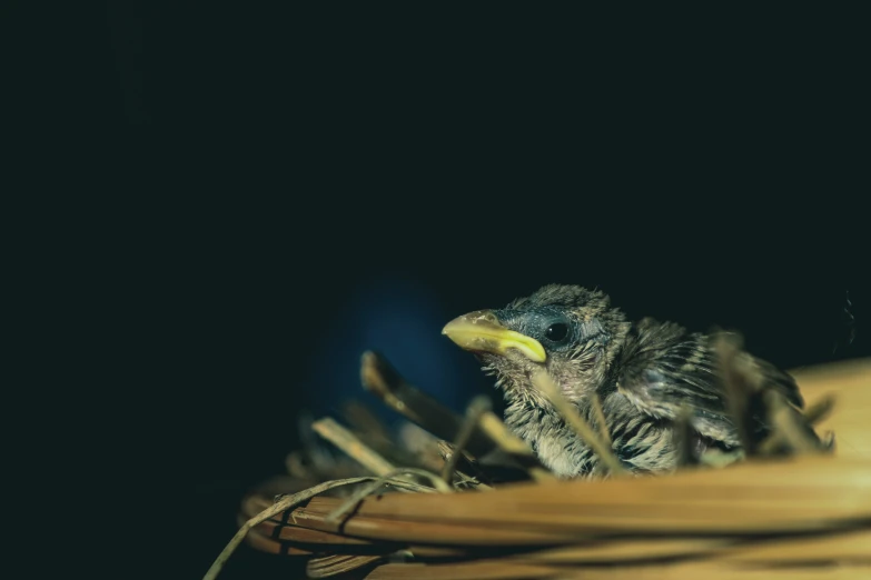 a small bird sitting on top of a plant pot