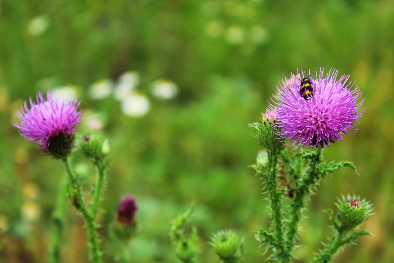 a small orange and black erfly sits on a purple thistle flower