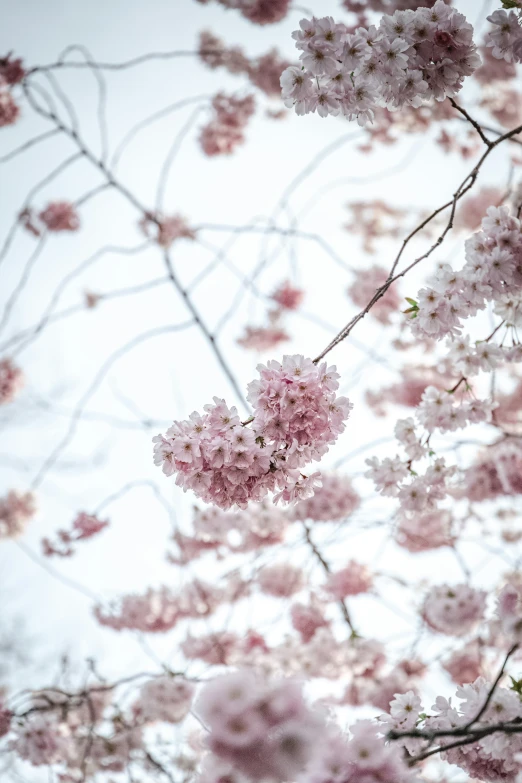 the tree with pink flowers is blooming on a cloudy day