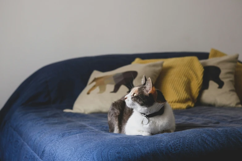 a white cat sitting on a blue bed