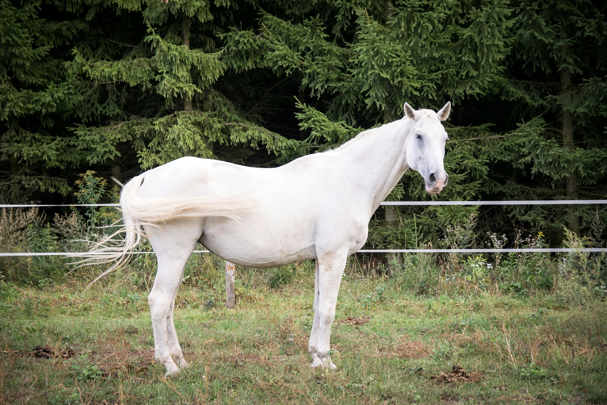 a white horse standing on top of a lush green field