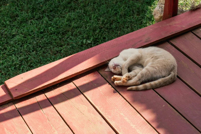 a sleeping cat is laying in the sun