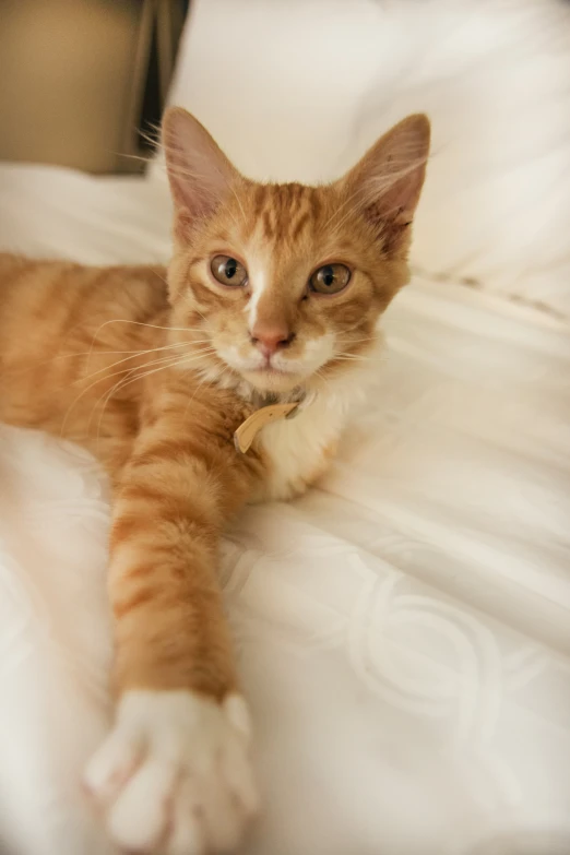 a cat that is laying down on the bed