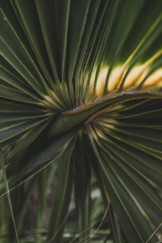 a closeup of a palm tree leaf and stems