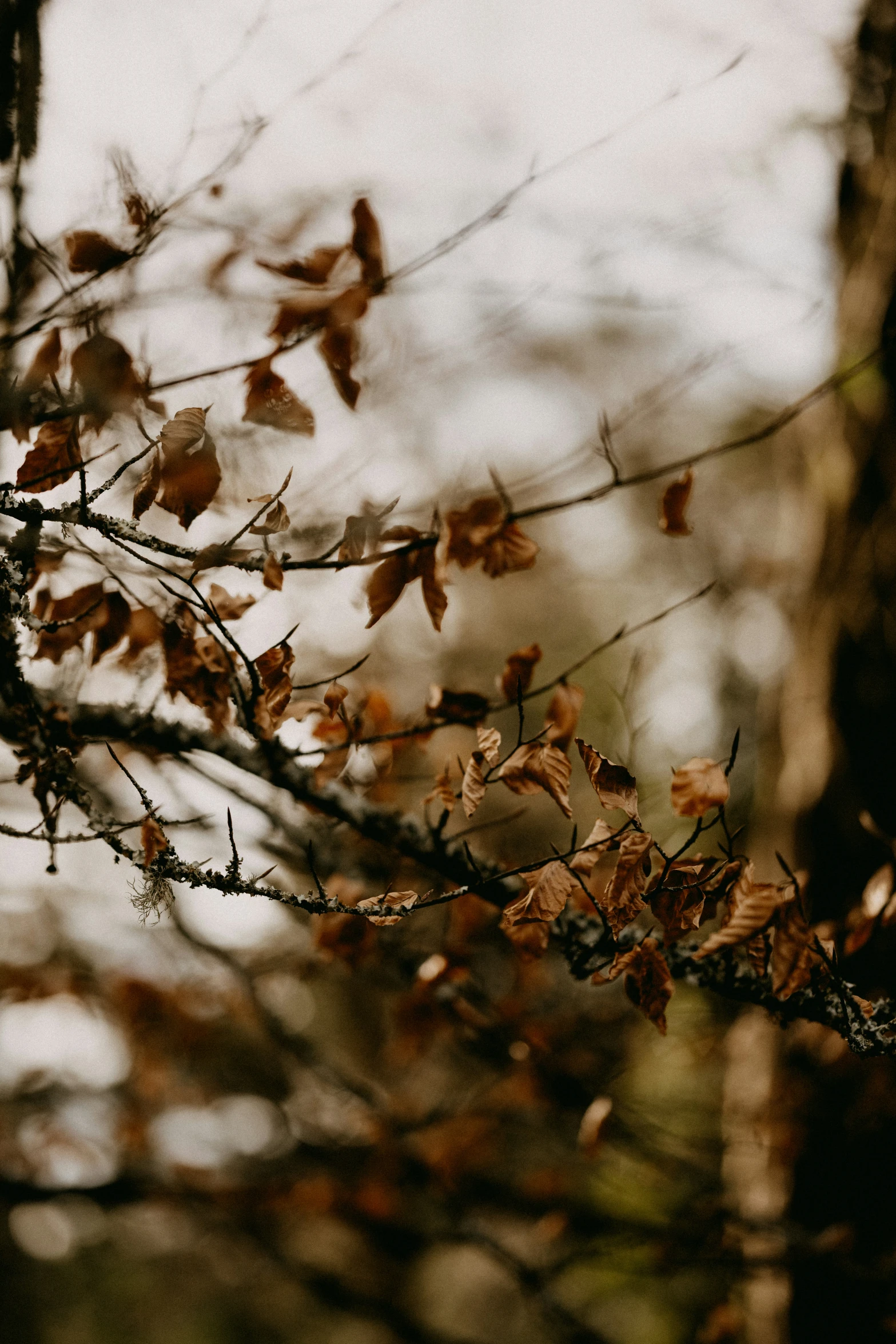 an abstract image of leafed trees with one tree without leaves