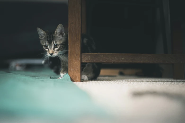 a kitten is peeking down near a shelf