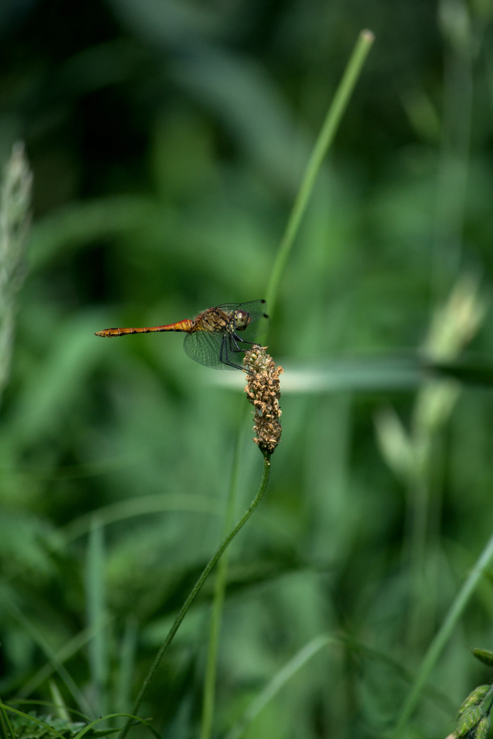 a small dragon sitting on a green stalk