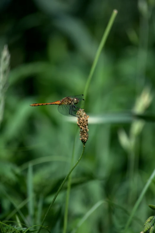 a small dragon sitting on a green stalk