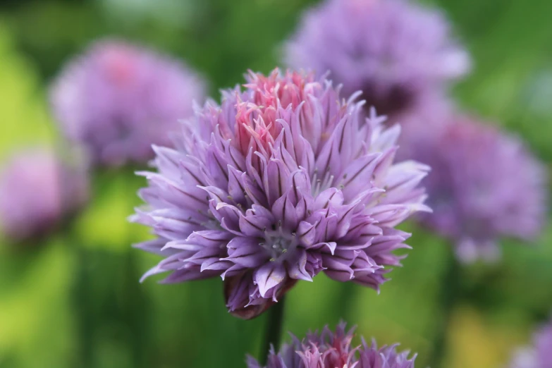 a closeup of some pink flowers in bloom