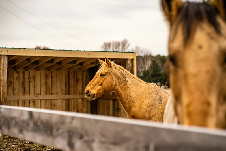 there are two horses behind the fence