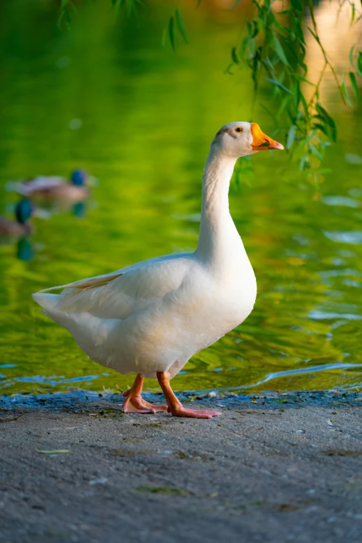 a large white duck standing next to some water