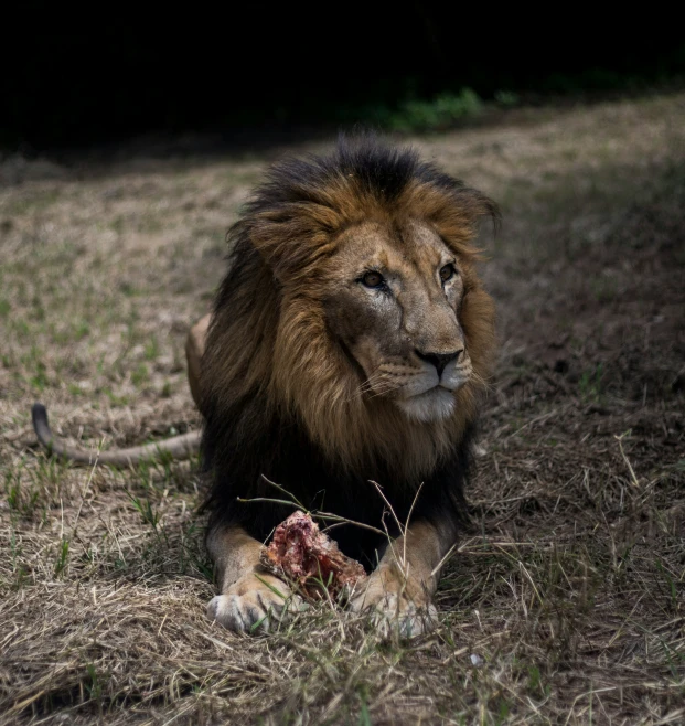 the lion is resting in the grass and eating the carcass