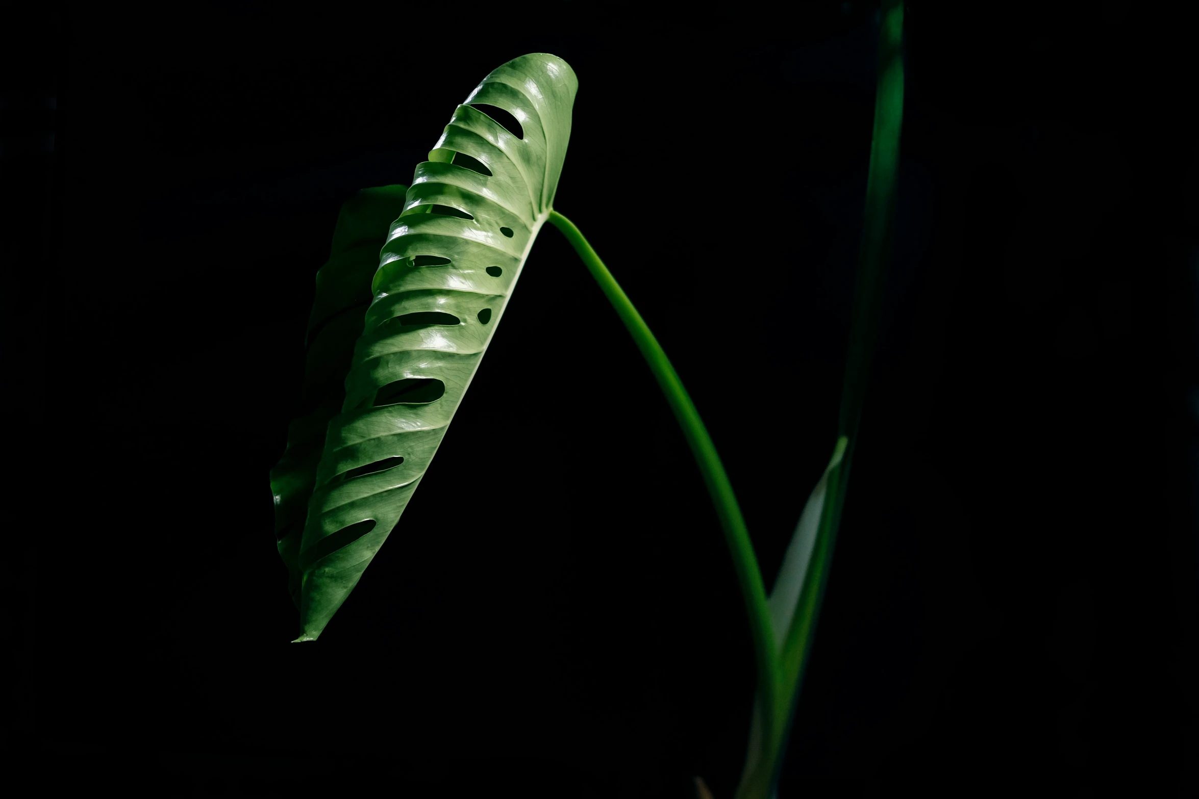 a close - up of a leaf from a plant