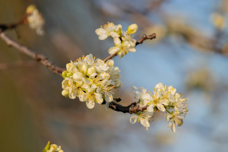the flowers of a flowering tree in spring
