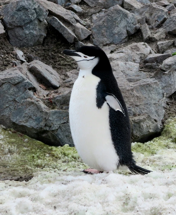 a penguin is walking around an open space