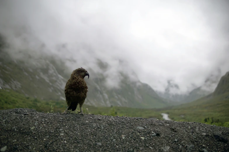 a bird on a rock ledge looking around